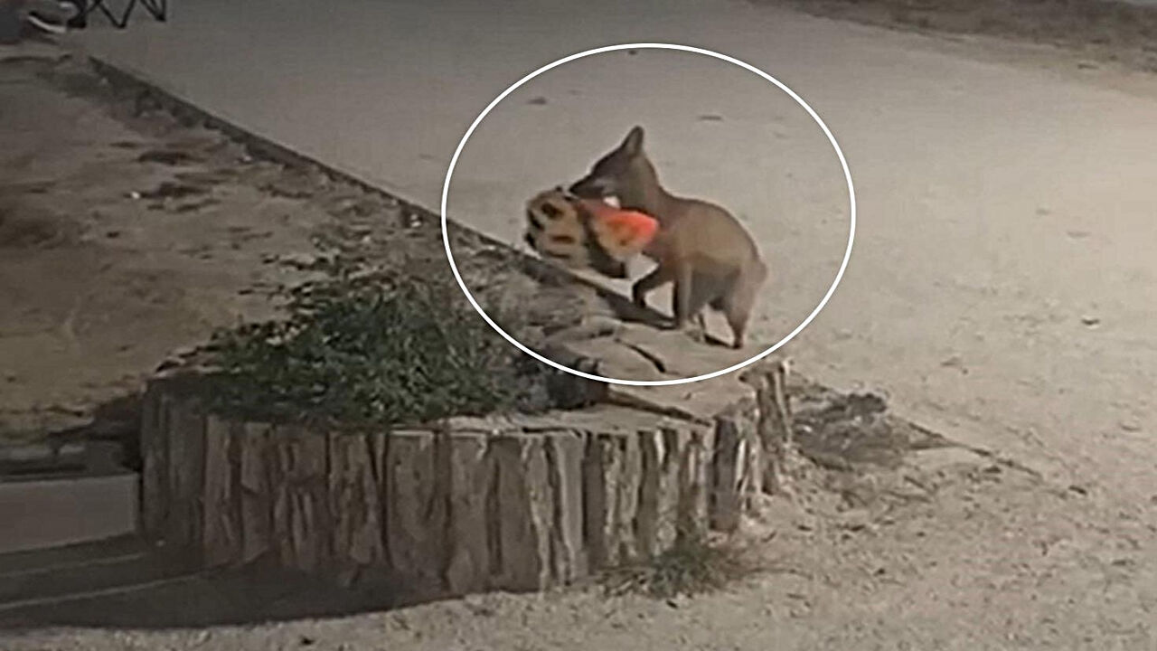 Yavru tilki bisikletçinin kaskını kapıp kaçtı