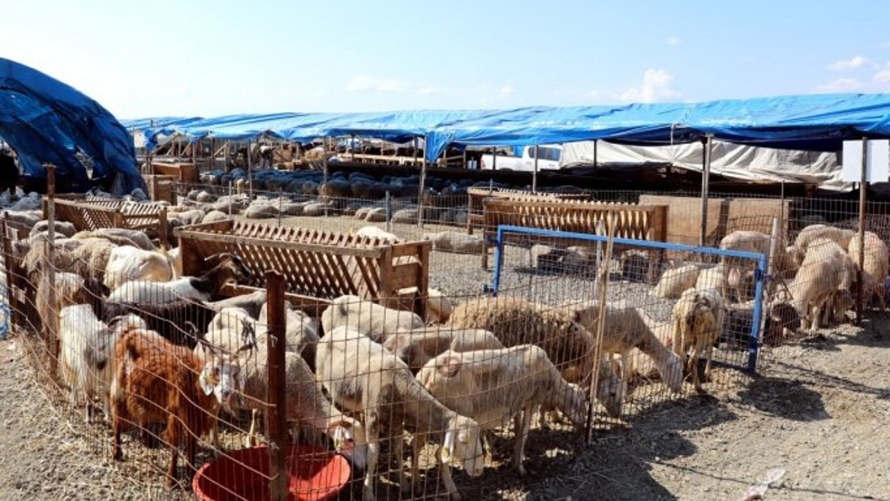 KURBANLIK SATIŞ VE KESİM YERİNDE BAYRAM HAREKETLİLİĞİ