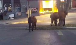 Başıboş Atlar Süleymanpaşa'da Trafiği Tehlikeye Attı