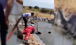 Gölette Mahsur Kalan 4 Köpeği Vatandaşlar Kurtardı