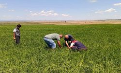 İpsala'da Dolu Tarım Arazilerine Zarar Verdi