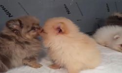 Kapıkule'de Kaçak Yavru Köpek Operasyonu