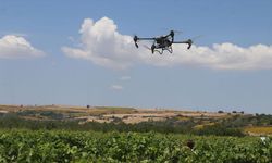 Tekirdağ'da Bağlarda Dronla İlaçlamanın En Doğru Yöntemi Araştırılıyor