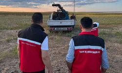 Tekirdağ'da Çekirge Popülasyonu Yakından Takip Ediliyor