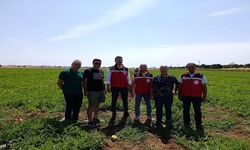 Tekirdağ'da Karpuz Üretim Alanları Yerinde İncelendi