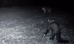 Ganos Dağları’nın Yaban Hayatı Fotokapanlara Yansıdı