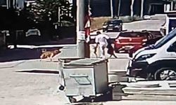 Kapaklı'da Köpek Saldırısı: Genç Yaralandı