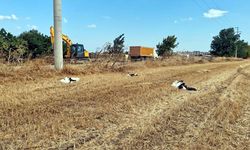 Tekirdağ'da Yaklaşık 30 Leylek Akıma Kapılarak Öldü