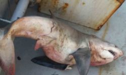 Saros’ta balıkçıların ağına 65 kiloluk köpek balığı takıldı