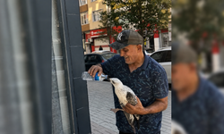Çorlu’da Yürek Isıtan An: Bitkin Martıya Su İçirdi