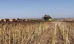 Hayrabolu’da Ayçiçeği Hasadı Başladı