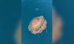 Tekirdağ Kıyılarında “Maviş Denizanası” Görüntülendi