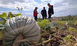 Tekirdağ’da tarladan sofraya bal kabağı mesaisi