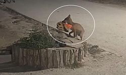 Yavru tilki bisikletçinin kaskını kapıp kaçtı