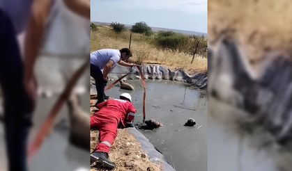 Ergene'de gölete düşen 4 köpek, vatandaşlar ve işçilerin ortak çabasıyla kurtarıldı.