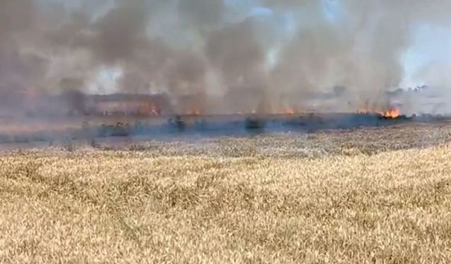 Edirne’de Buğday Tarlasında Yangın: 50 Dekarlık Alan Kül Oldu