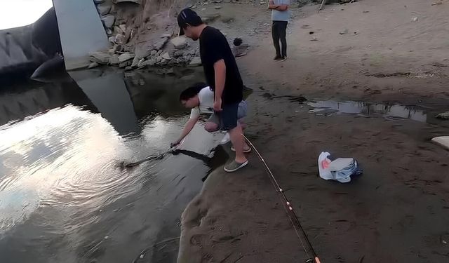 Dev Turna Balığı Son Anda Kaçtı