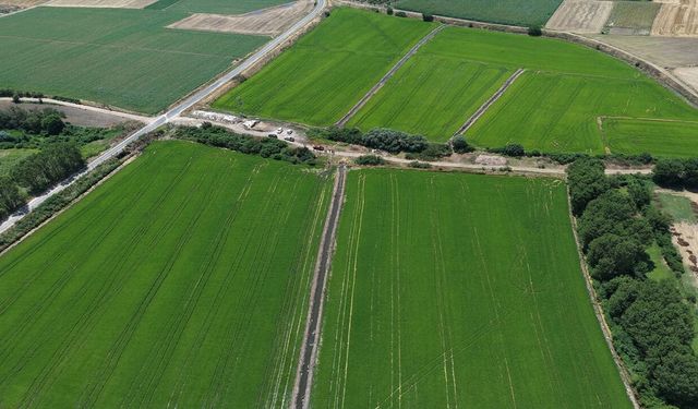 Edirne'de Çeltik Üretim Alanı 500 Bin Dekara Ulaştı
