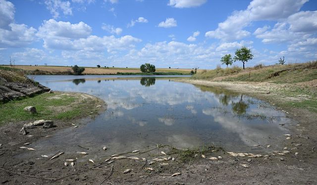 Edirne'de Gölette Yüzlerce Balık Telef Oldu