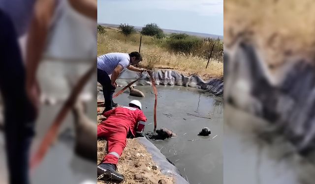 Gölette Mahsur Kalan 4 Köpeği Vatandaşlar Kurtardı