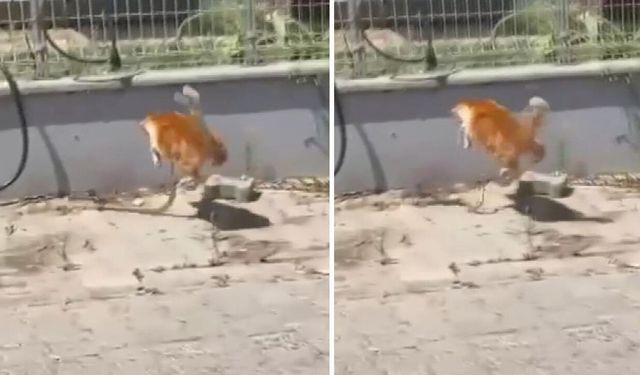 Kedi ile Yılanın Nefes Kesen Mücadelesi Kamerada