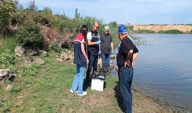 Korucu Köyü Göletindeki Balık Ölümleri İnceleniyor