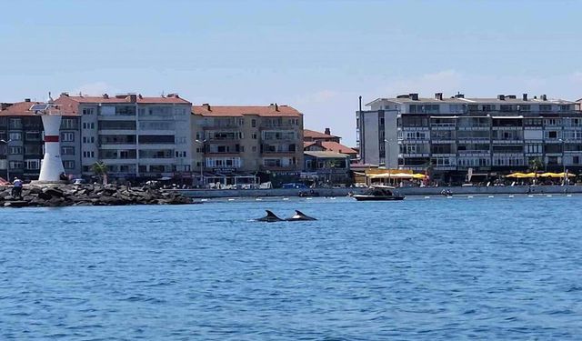 Marmara'nın Sürpriz Misafirleri: İki Yunus Teknenin Yanında Görüntülendi