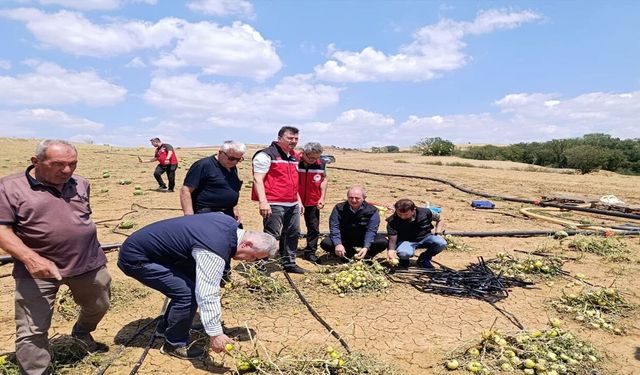 TARSİM Genel Müdürü Engürülü, Tekirdağ'da Doludan Zarar Gören Tarım Alanlarını İnceledi