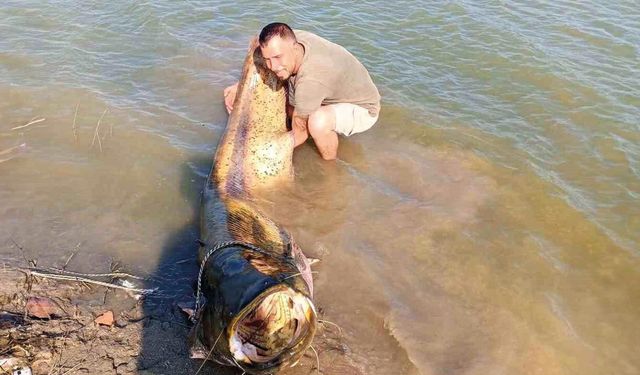 Tekirdağ'da 157 Kiloluk Yayın Balığı Yakalandı