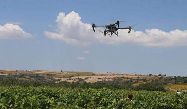 Tekirdağ'da Bağlarda Dronla İlaçlamanın En Doğru Yöntemi Araştırılıyor