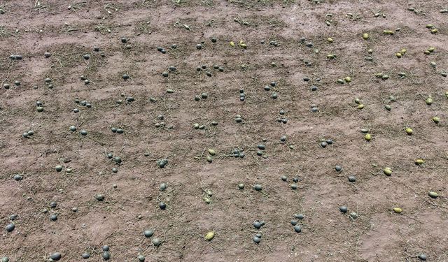 Tekirdağ'da Etkili Olan Doludan 35 Bin Dekar Tarım Alanı Zarar Gördü