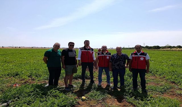 Tekirdağ'da Karpuz Üretim Alanları Yerinde İncelendi