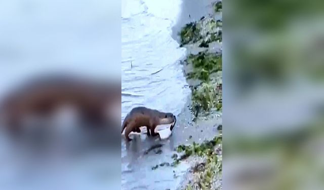 Tekirdağ'da Nesli Tehlike Altındaki Su Samuru Görüntülendi