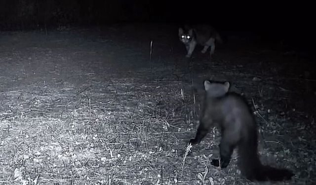 Ganos Dağları’nın Yaban Hayatı Fotokapanlara Yansıdı