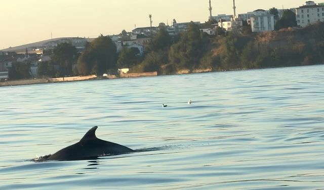 Tekirdağ Açıklarında Yunuslar Tekneyle Yarıştı