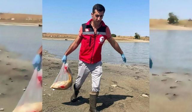 Hayrabolu’da Gölette Toplu Balık Ölümleri: İnceleme Başlatıldı