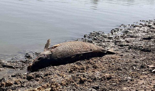 Hayrabolu’da Gölette Toplu Balık Ölümleri: İnceleme Başlatıldı