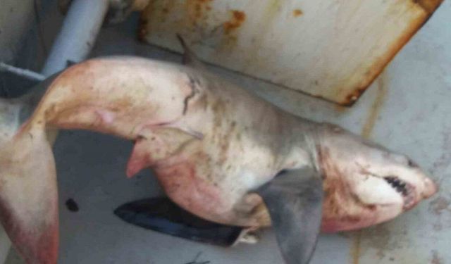 Saros’ta balıkçıların ağına 65 kiloluk köpek balığı takıldı