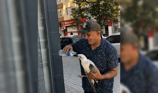Çorlu’da Yürek Isıtan An: Bitkin Martıya Su İçirdi