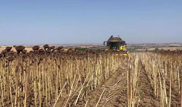 Hayrabolu’da Ayçiçeği Hasadı Başladı