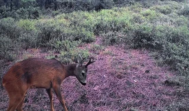 Ganos Dağı’nda karacalar fotokapana yansıdı