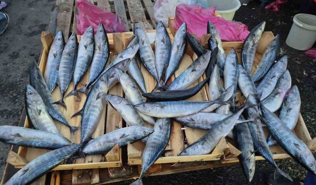 Palamut Bolluğu Tekirdağ’da Fiyatı 75 Liraya Düşürdü