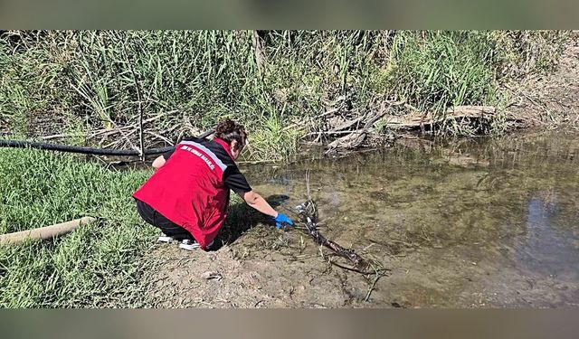 Saray’da Deredeki Balık Ölümlerine İnceleme Başlatıldı