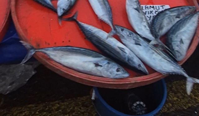 Süleymanpaşa’da palamut 75 liraya düştü, tezgahlara ilgi arttı