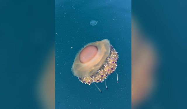 Tekirdağ Kıyılarında “Maviş Denizanası” Görüntülendi