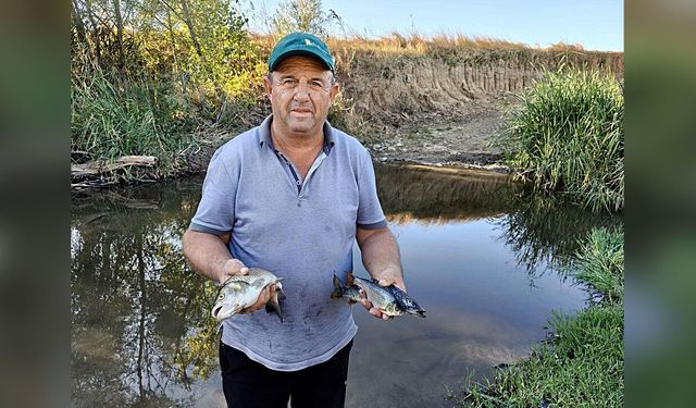 Tekirdağ’da Derede Toplu Balık Ölümlerine İnceleme