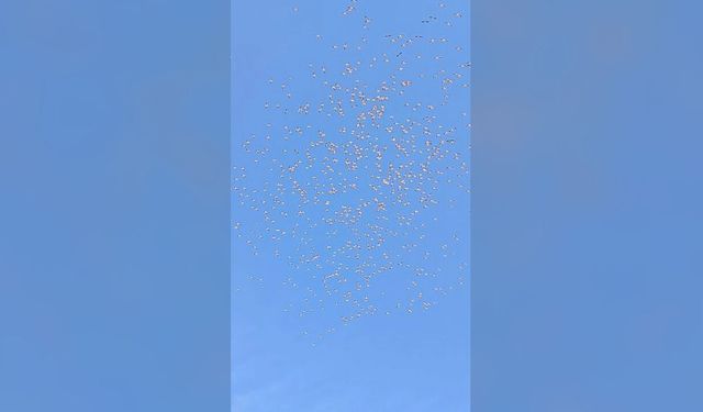Tekirdağ’da Göç Eden Ak Pelikanlar Görüntülendi