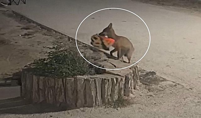 Yavru tilki bisikletçinin kaskını kapıp kaçtı