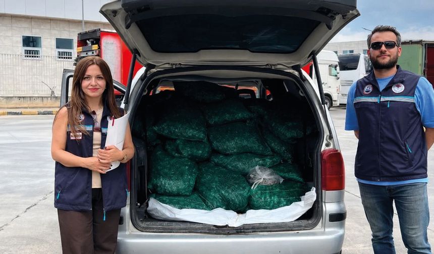 Kapıkule’de 840 Kilogram Kaçak Kum Midyesi Ele Geçirildi