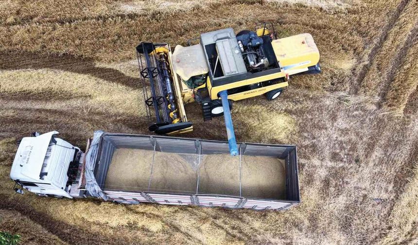 Tekirdağ’da Hasat Sezonu Başladı: Arpada Rekolte Yüz Güldürüyor